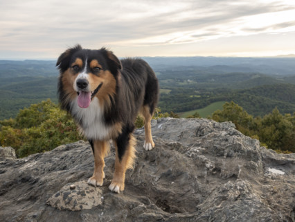 Australian Shepard on rocky mountain peak
Floyd, Virginia, USA