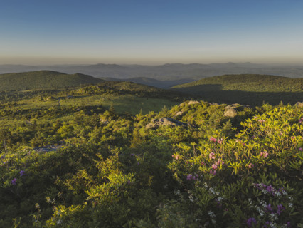 Blooming bushes on green hills
Mount Rogers National Recreation Area, Virginia, USA