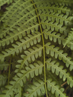 Close-up of green fern leaf
Pembroke, Virginia, USA