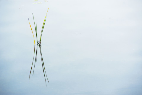 Cattail reeds reflected in still lake surface
Stillwater, New Jersey, USA
