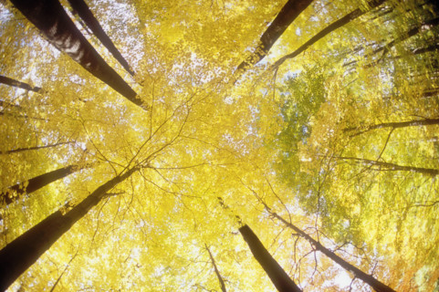 Forest canopy in autumn seen from below
Morristown, New Jersey, USA