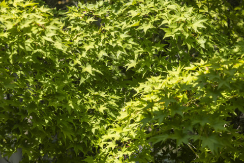 Close-up of Japanese Maple leaves in Spring