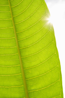 Sun shining behind Plumeria leaf