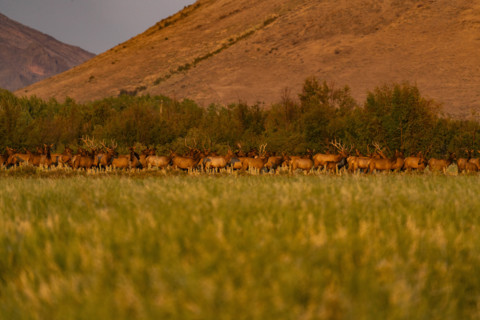 USA, Idaho, Bellevue, Large hers of elk in grassy meadow