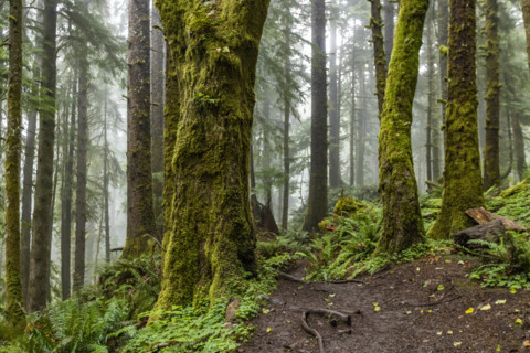 USA, Oregon, Cannon Beach, Dense coastal redwood forest