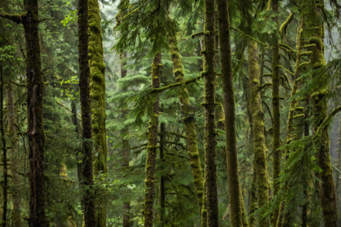 USA, Oregon, Cannon Beach, Dense coastal redwood forest