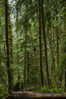 USA, Oregon, Cannon Beach, Dense coastal redwood forest