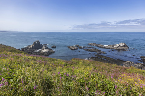 USA, Oregon, Newport, Rocks and wildflowers at Yaquina Head Outstanding Natural Area