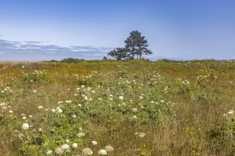 USA, Oregon, Newport, Wildflowers, grass and trees at Yaquina Head Outstanding Natural Area