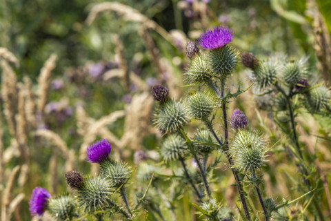 Close-up of green and purple thistles