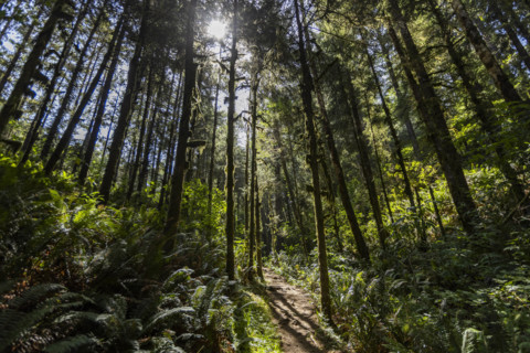USA, Oregon, Brookings, Sun shining through trees on coastal hiking trail