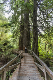 USA, California, Crescent City, Female hiker on footbridge in redwood forest