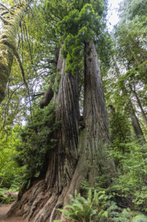 USA, California, Crescent City, Low angle view of tall redwood trees