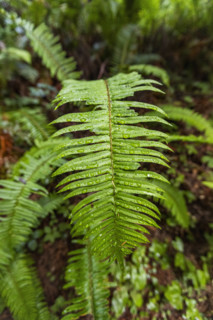 USA, California, Crescent City, Fern frond in redwood forest