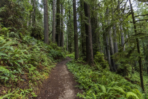 USA, California, Crescent City, Empty footpath in redwood forest