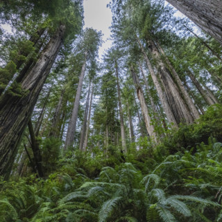 USA, California, Crescent City, Low angle view of tall redwood trees and fern leaves