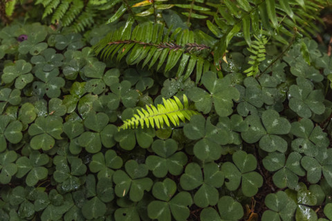 USA, California, Crescent City, Close-up of clover leaves and fern fronds in redwood forest