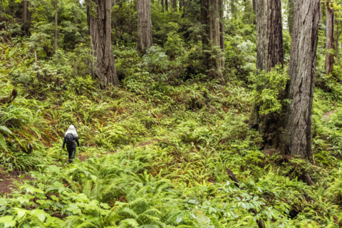 USA, California, Crescent City, Rear view of female hiker on footpath in redwood forest