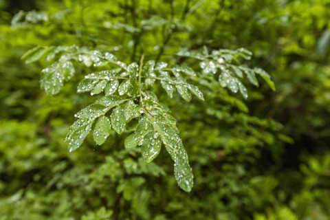 USA, California, Crescent City, Close-up of wet leaves in redwood forest