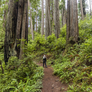 USA, California, Crescent City, Female hiker on footpath in redwood forest