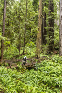 USA, California, Crescent City, Female hiker on footbridge in redwood forest