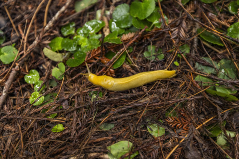 Yellow banana slug on redwood forest floor