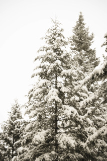 Snow covered Spruce trees, Idaho, USA