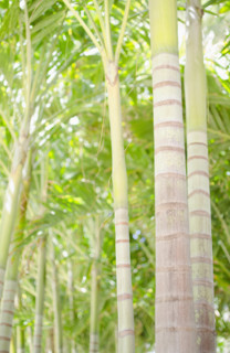 Palm trees in forest