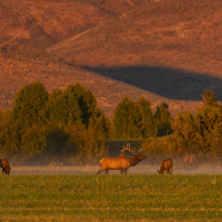 USA, Idaho, Bellevue, Elk herd grazing in grassy field at sunset