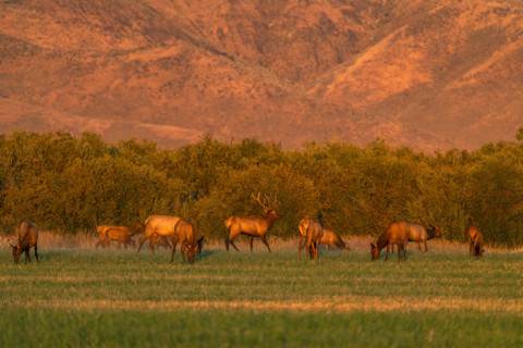 USA, Idaho, Bellevue, Elk herd grazing in grassy field at sunset