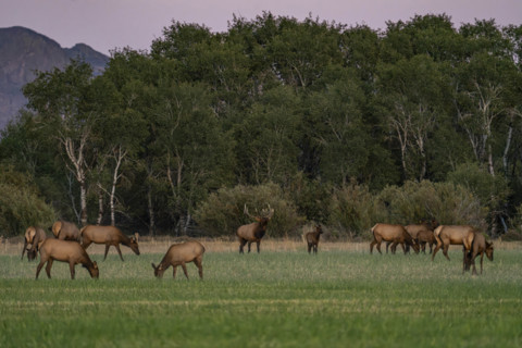 USA, Idaho, Bellevue, Elk herd grazing in grassy field at sunset