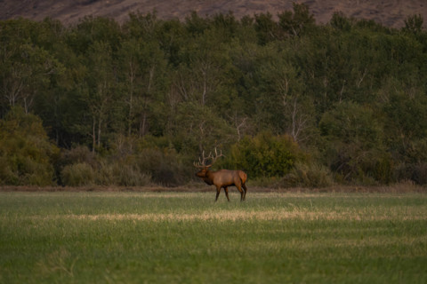 USA, Idaho, Bellevue, Bull elk in grassy field at dusk