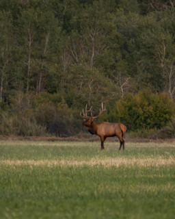 USA, Idaho, Bellevue, Bull elk in grassy field at dusk