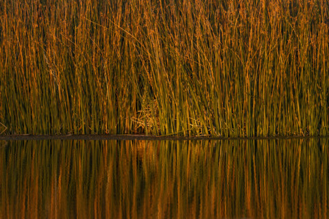 USA, Idaho, Bellevue, Thick reeds in pond at sunset