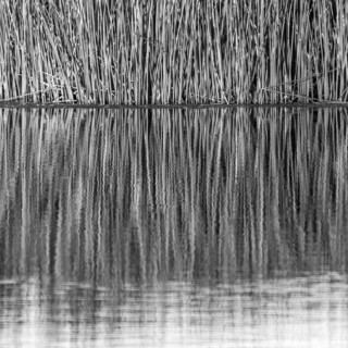 Thick reeds in pond at sunset, black and white