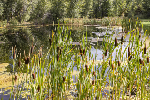 USA, Idaho, Bellevue, Calm pond with cattails on sunny day