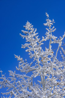 Low angle view of snow covered bare tree against blue sky