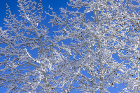 Close-up of snow covered tree branches