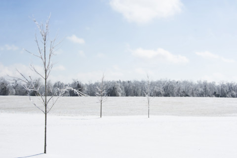 USA, Tennessee, Nashville, Young maple trees in snow covered field