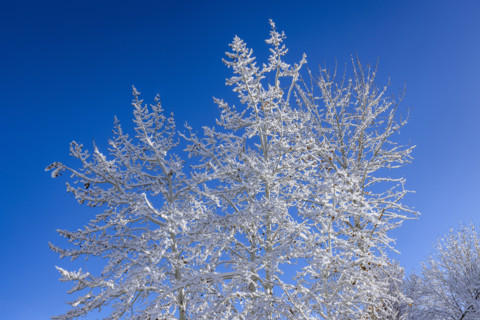 Bare trees covered with snow against blue sky on sunny winter day