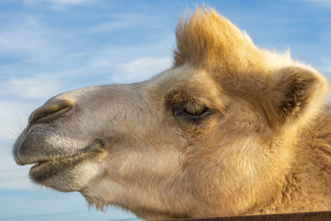 Close-up of young camels head