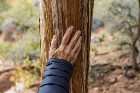 Close-up of senior woman's hand on Juniper tree trunk