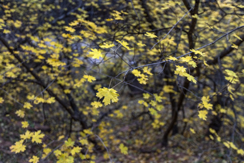 Close-up of leafy tree branches