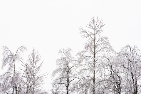Bare trees after ice storm against sky