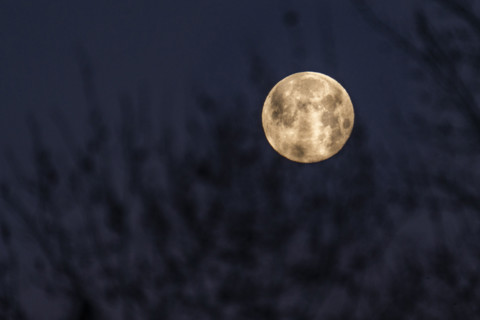 Full moon setting behind tree branches against sky