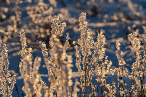 Close-up of wild grasses covered with frost