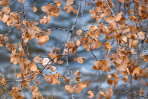 Dried cottonwood leaves above the Virgin River