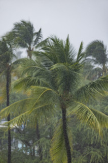 Palm trees during torrential rain storm. Kona, Hawaii, USA.