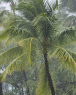 Palm tree during torrential rain storm. Kona, Hawaii, USA.