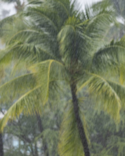 Palm tree during torrential rain storm. Kona, Hawaii, USA.